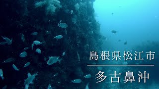 [水中ドローン映像]島根県松江市 多古鼻沖②[水深30m]