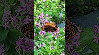 🦋Finding Peace: Meditative Butterfly in Flower Garden 🌼💞 #meditative #zengarden #inspiration