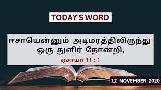 ஈசாயென்னும் அடிமரத்திலிருந்து ஒரு துளிர் தோன்றி, | Today's Word (12.11.2020) | Pr.K.Daniel