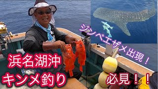 巨大魚のジンベエザメが浜名湖沖キンメ釣りに参加！！