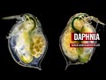 DOCUMENTARIES | Daphnias: Some of the smallest and most common crustaceans | by Motic Europe