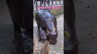 จ๋อฉกกล้วยหมูเด้ง #หมูเด้ง #สวนสัตว์เปิดเขาเขียวชลบุรี #พี่เบนซ์