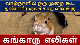 Kangaroo Rat Interesting Facts|வாழ்நாளில் ஒரு முறை கூட தண்ணீர் குடிக்காத விலங்கு|கங்காரு  எலிகள்