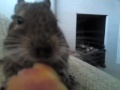 degu stealing my apple