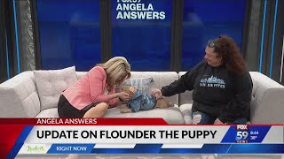 Angela Answers: Flounder the puppy update