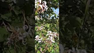 Bauhinia corymbosaa rare tree found in nature पांढरा कांचन निसर्गातील दूर्मीळ झाड