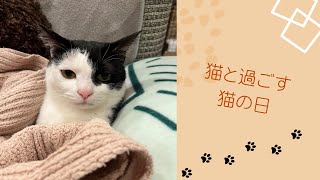 ［はーちゃんねる］♯6  愛猫と過ごす猫の日🐱