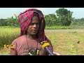 নতুন ধান বাজারে এলেই দাম কমার আশা natore news aman paddy ekhon tv