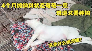 4个月加纳利状态奄奄一息，难道又要种树，究竟什么情况呢？