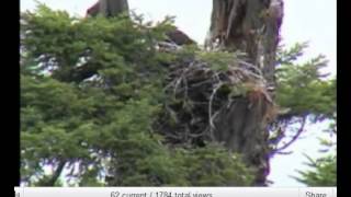 Fish delivery Hali mantels and mum stays on cu cam    .[6011].wmv