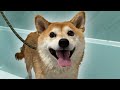 Bathing a Dramatic Shiba; things get SPICY