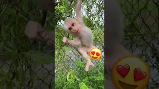 いたずらお猿さん😍🐵🐒😜#monkeyvideo #cute #monkeys #monkey #funny #monkeydluffy #monkeylove #animals #usa