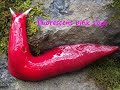 australia pink slugs