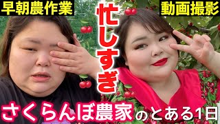 【激務😱】さくらんぼ農家YouTuberのとある1日。時間が足りなさすぎる！！【Vlog】家庭用ホワイトタンニング