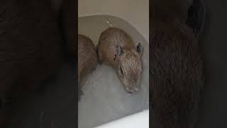 Bathtime Chills for Baby Capybaras