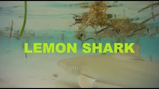 LEMON SHARK swimming in the stunning island of  curieuse (HD sound)