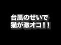台風のせいで猫が激オコ！！
