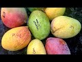 Our Top Five Favorite Mangos Varieties to Grow and Eat in Sarasota, Florida