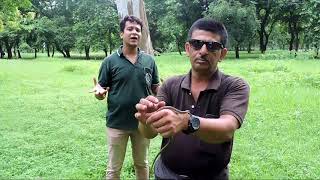 Introduction to Common Kukri Snake