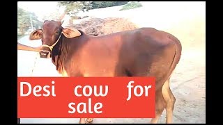 Desi sahiwal mix cow for sale | Rajesthan sahiwal mix cow contact no. 9782931143