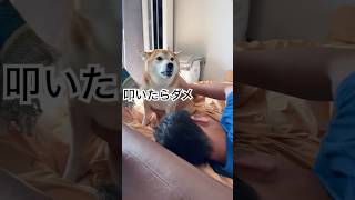 ママがパパを叩くと怒る柴犬😂　#柴犬　#犬　#かわいい犬 #犬のいる暮らし #shorts