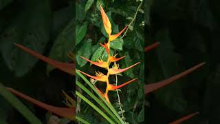 🌾¹¹☆•³ Expanded Lobsterclaw (Heliconia latispatha) in Heliconia Family (Heliconiaceae)