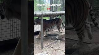 Calgary Zoo: A Sneak Peek at the Wildlife!