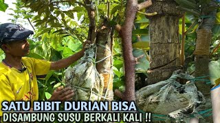 MEMPERBANYAK BIBIT DURIAN DENGAN CARA SAMBUNG SUSU