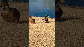 Cutest Ducks!!!! #ducks #ducklife #shortsfeed