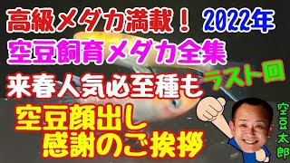 高級メダカ満載！2022年空豆飼育メダカ全集　ラスト回　空豆一年間ご視聴の感謝の顔出し挨拶