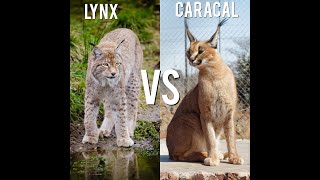 Lynx VS Caracal: Comparison in Numbers. Who will win.