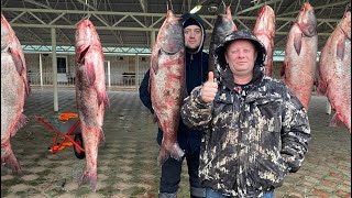 ЛУЧШЕ ЛЮБОГО ШАШЛЫКА‼️Коктал из рыбы🐟рыба на костре🐟как приготовить