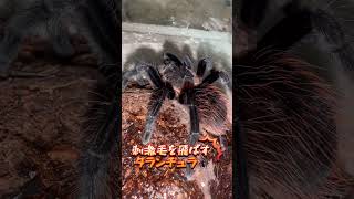 刺激毛(毒毛)を飛ばすタランチュラ🕷