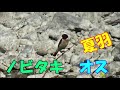 ノビタキ　メスの冬羽 旅鳥 in kyoto