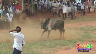 மண்வாரி மாஸ் காட்டிய கீழப்பூங்குடி ஆதி காளை | keelapoongudi aathi kaal