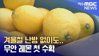 겨울철 난방 없이도..무안 레몬 첫 수확  -R(250131금/뉴스데스크)