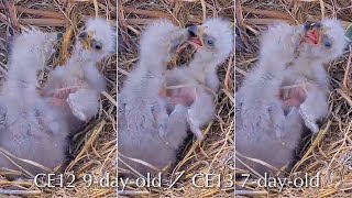 #97🦅Captiva Eagle Nest／Clive💗Connie／Window To Wildlife／Captiva Eagle Cam | 4K PTZ | Connie \u0026 Clive