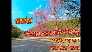 พาชม ดอกนางพญาเสือโคร่ง ชุดสุดท้าย ดอยอ่างขาง 5/2/64