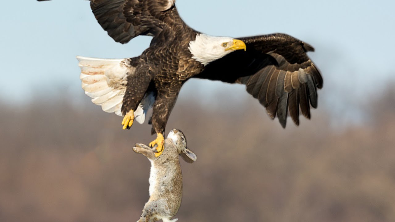 Eagle Hunting Hare From Sky - YouTube