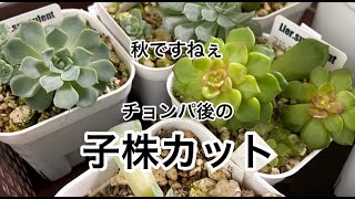 [多肉植物]秋ですね。やる事いっぱい。チョンパ後の子株カット^_^私の戯言