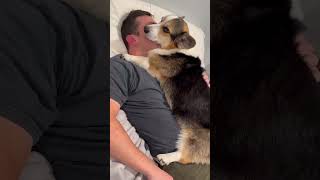 Corgi wants attention from his dad #shorts #corgi #dogs