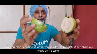 Taste of Hisar Safeda Guavaहिसार सफेदा अमरूद का स्वाद कैसा है