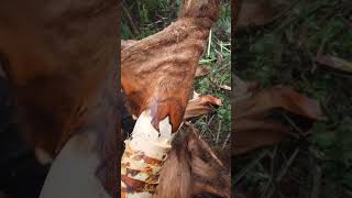 Palm tree bark pelling off satisfying process ASMR 💆 #palmtree #tree #asmr #natural