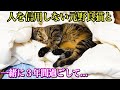 人を信用しない元野良猫と一緒に暮らして3年少しの変化も... #猫 #保護猫 #cat