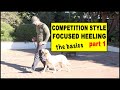 Competition Focused Heeling part 1 foundation - Dog Training Video