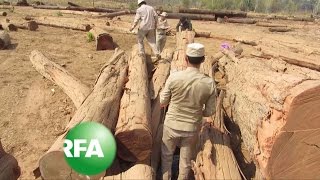 Cambodian Authorities Confiscate Illegal Timber