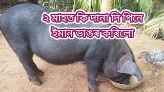 2 মাহত মই গাহৰি কেনেকৈ ইমান ডাঙৰ কৰিলো।।