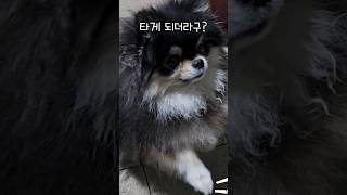 갑자기 강아지가 고장나버렸습니다ㅠ