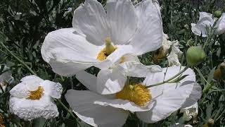 Coulter's Matilija Poppy: February 2022 Species Spotlight