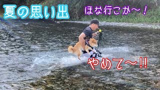 【柴犬も夏休み】川で犬も子供も大はしゃぎして来ました　shibainu